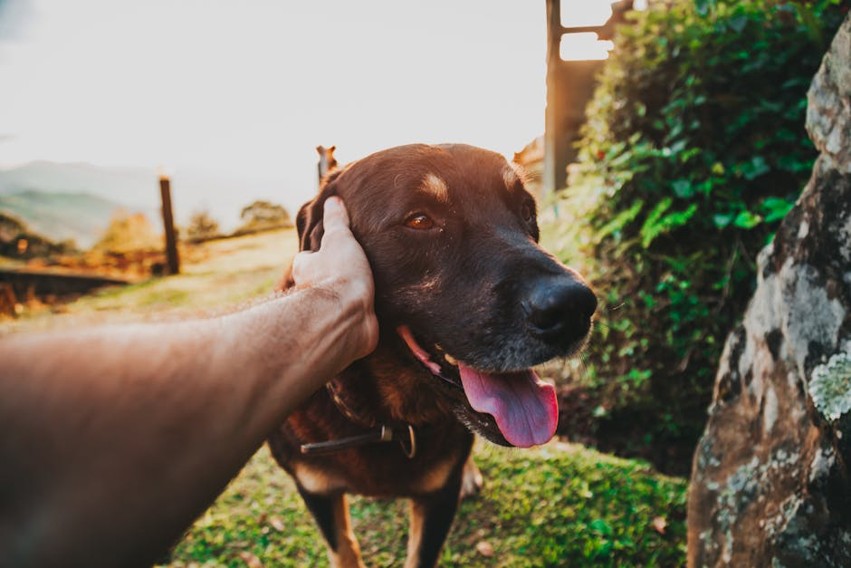 Pet